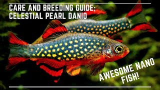 Celestial Pearl Danio Breeding and Care Guide  Galaxy Rasbora  Awesome Nano Fish [upl. by Emmons491]