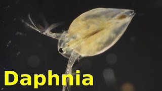 Daphnia [upl. by Rother]