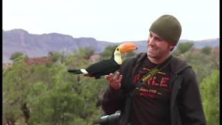 Freeflight Toco Toucan amp Parrots  BirdTricks [upl. by Gerdeen]