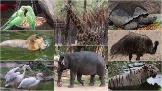 NEHRU ZOO HYDERABAD  HD Video  FULL Coverage  nehru zoological park [upl. by Leivad776]