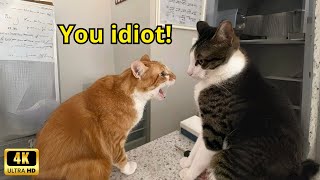 These Cats Speak English Better Than Hooman [upl. by Dew789]