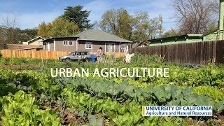 Urban Agriculture in California [upl. by Anas]