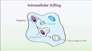 Phagocytosis [upl. by Salkin]