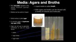 Lab Exercise 1 Introduction to Microbiology [upl. by Darcie]