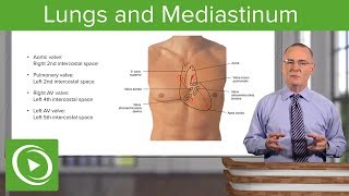 Lungs and Mediastinum – Thoracic Viscera  Lecturio [upl. by Kashden]