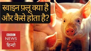 Swine Flu Everything you want to know about deadly disease BBC Hindi [upl. by Ailime]