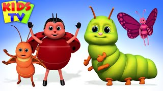 Bugs Bugs Bugs Song  Insect song  Creepy Crawly Bugs from Kids Tv [upl. by Ybok]