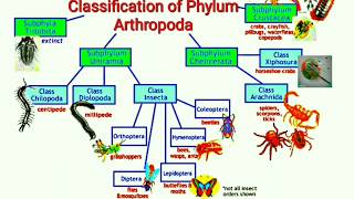 Classification of Phylum Arthropoda [upl. by Kristina]