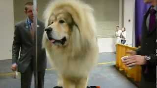 Tibetan Mastiff at Westminster Kennel Club Dog Show [upl. by Vescuso]