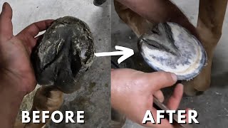 Ripped Hoof Repair  DIY FARRIER [upl. by Island]