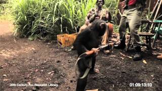 RISE OF THE PLANET OF THE APES  Viral Video Ape With AK47 [upl. by Efthim945]