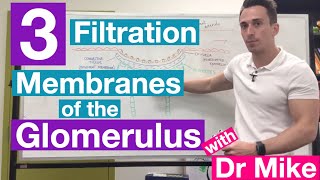 Filtration Membranes of Glomerulus  Renal System [upl. by Niwrek]