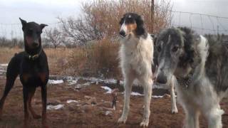 Wolfhounds team up against a Doberman [upl. by Kal159]