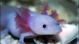 Facts The Axolotl [upl. by Deaner]