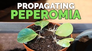 How to Propagate Peperomia 2 Easy Methods [upl. by Armitage]