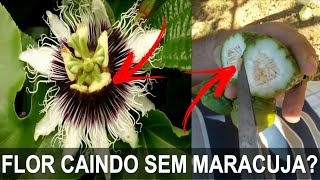 Flor do Maracujá está caindo Veja como resolver [upl. by Haneekas]