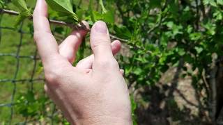 Selecting Stems for Rose of Sharon Cuttings [upl. by Baum]