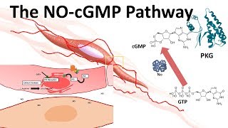 The NOcGMP pathway [upl. by Bayless998]