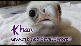 Khan the Saker Falcon  Growth And Development [upl. by Adaven]