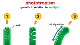 Mechanisms of Plant Growth [upl. by Penny484]