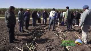 SIEMBRA Y COSECHA TV Plantación de caña de azúcar [upl. by Suolevram]