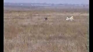 russian borzoi hunting 1 [upl. by Oirom455]