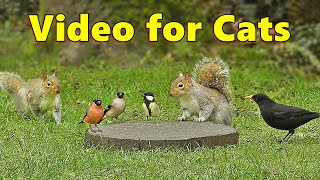 Videos for Cats  Squirrels and Birds Mania ⭐ 10 HOURS ⭐ Cat TV [upl. by Morlee877]