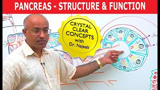 Pancreas  Structure and Function [upl. by Ellyn]