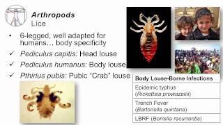 Helminths Arthropods [upl. by Loreen]