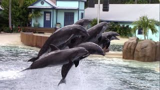 Dolphin Adventures NEW Show  SeaWorld Orlando  May 29 2021 [upl. by Mathe987]