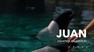 Meet Juan  Commersons Dolphin  Aquatica Orlando [upl. by Gombosi499]