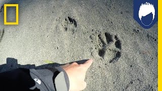 What’s Special About a Wolf’s Paw Print  National Geographic [upl. by Eraste]