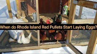 When do Rhode Island Red Pullets Start Laying Eggs [upl. by Uhej]