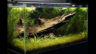 About 60 Galaxy Rasboras in a planted aquarium [upl. by Eihpos746]