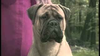 Bullmastiff  AKC Dog Breed Series [upl. by Ecinaej963]