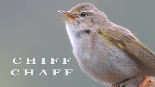 CHIFFCHAFF bird singing birds sounds [upl. by Berkow]