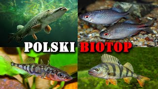 Polskie RYBY w Akwarium 🐟 Akwarystyka Zimnowodna [upl. by Scibert]