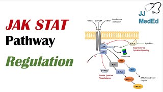 JAK STAT Signaling Pathway Regulation [upl. by Bjorn]