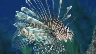 Science in Action Invasive Lionfish  California Academy of Sciences [upl. by Aushoj]