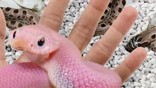 HATCHED PINK HOGNOSE SNAKES INSANELY COOL  BRIAN BARCZYK [upl. by Larimore]