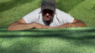 Perennial Ryegrass vs Kentucky Bluegrass [upl. by Manthei]