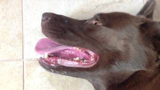 FASTEST BREATHING DOG IN THE WORLD [upl. by Editha]