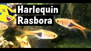 Harlequin Rasbora Fish Profile Easy Freshwater Fish [upl. by Suiravaj]