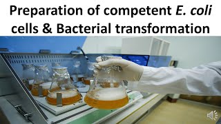 Preparation of competent E coli cells amp Bacterial transformation [upl. by Okihcim568]