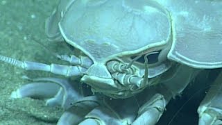 Creatures of the Deep Sea The Giant Isopod Bathynomus [upl. by Nedearb263]