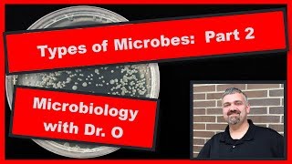 Types of Microorganisms Part 2 Microbiology [upl. by Rellia596]