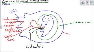 Extraembryonic Membranes [upl. by Nimaynib]