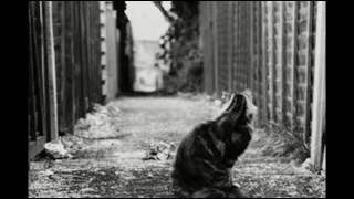 Bent Fabric Alley Cat [upl. by Nelson]