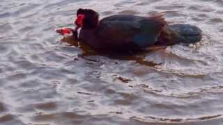 Muscovy Ducks Mating [upl. by Itsyrc]