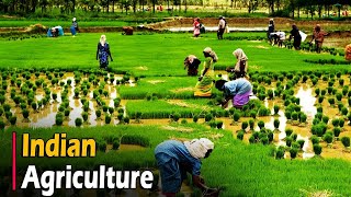 AGRICULTURE IN INDIA  Documentary [upl. by Eednac]